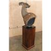 Image 4 : SITATUNGA Pedestal Mount