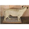 Image 10 : *TEXAS RESIDENCE ONLY* Life-sized AFRICAN LION on a Wood Base with Wheels