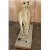 Image 11 : *TEXAS RESIDENCE ONLY* Life-sized AFRICAN LION on a Wood Base with Wheels