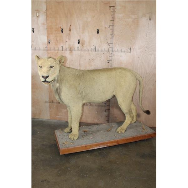 *TEXAS RESIDENCE ONLY* Life-sized AFRICAN LION on a Wood Base with Wheels