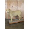 Image 1 : *TEXAS RESIDENCE ONLY* Life-sized AFRICAN LION on a Wood Base with Wheels
