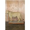 Image 2 : *TEXAS RESIDENCE ONLY* Life-sized AFRICAN LION on a Wood Base with Wheels