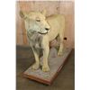 Image 3 : *TEXAS RESIDENCE ONLY* Life-sized AFRICAN LION on a Wood Base with Wheels