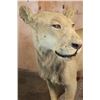 Image 4 : *TEXAS RESIDENCE ONLY* Life-sized AFRICAN LION on a Wood Base with Wheels