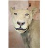 Image 5 : *TEXAS RESIDENCE ONLY* Life-sized AFRICAN LION on a Wood Base with Wheels