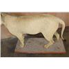 Image 6 : *TEXAS RESIDENCE ONLY* Life-sized AFRICAN LION on a Wood Base with Wheels