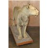 Image 8 : *TEXAS RESIDENCE ONLY* Life-sized AFRICAN LION on a Wood Base with Wheels