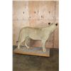 Image 9 : *TEXAS RESIDENCE ONLY* Life-sized AFRICAN LION on a Wood Base with Wheels