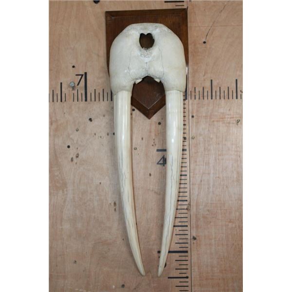 WALRUS Skull Upper Mask with its Ivory Tusks Mounted on a Wood Plaque