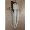 Image 2 : WALRUS Skull Upper Mask with its Ivory Tusks Mounted on a Wood Plaque
