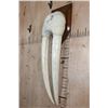 Image 3 : WALRUS Skull Upper Mask with its Ivory Tusks Mounted on a Wood Plaque