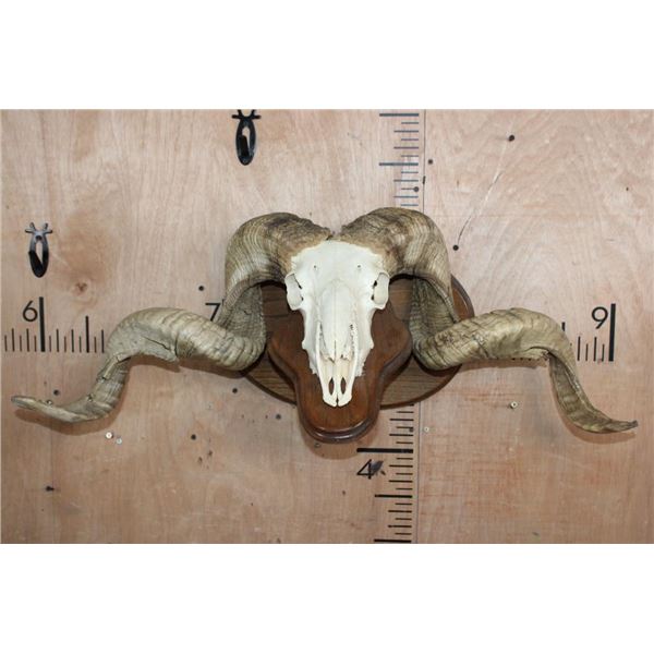 XXL MERINO SHEEP Ram Skull