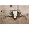 Image 1 : XXL MERINO SHEEP Ram Skull