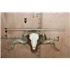 Image 2 : XXL MERINO SHEEP Ram Skull