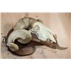 Image 3 : XXL MERINO SHEEP Ram Skull