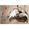 Image 4 : XXL MERINO SHEEP Ram Skull