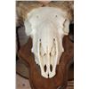 Image 5 : XXL MERINO SHEEP Ram Skull