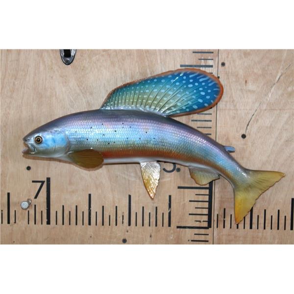 Reproduction ARCTIC GRAYLING Fish Mount