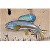Image 2 : Reproduction ARCTIC GRAYLING Fish Mount