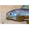 Image 3 : Reproduction ARCTIC GRAYLING Fish Mount