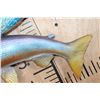 Image 5 : Reproduction ARCTIC GRAYLING Fish Mount