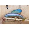 Image 6 : Reproduction ARCTIC GRAYLING Fish Mount