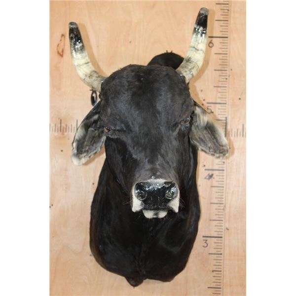 BRAHMAN COW Bull Shoulder Mount