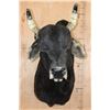 Image 1 : BRAHMAN COW Bull Shoulder Mount