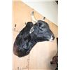 Image 2 : BRAHMAN COW Bull Shoulder Mount