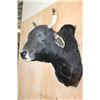 Image 3 : BRAHMAN COW Bull Shoulder Mount