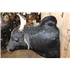 Image 4 : BRAHMAN COW Bull Shoulder Mount