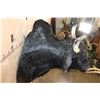 Image 5 : BRAHMAN COW Bull Shoulder Mount