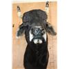 Image 6 : BRAHMAN COW Bull Shoulder Mount
