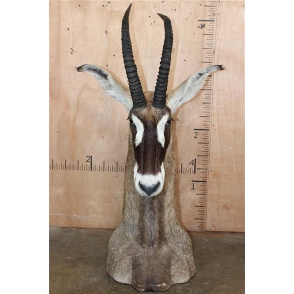 ROAN Floor or Table Pedestal Mount