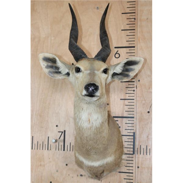 BUSHBUCK Shoulder Mount