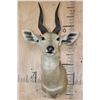 Image 1 : BUSHBUCK Shoulder Mount