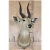 Image 2 : BUSHBUCK Shoulder Mount