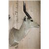 Image 3 : BUSHBUCK Shoulder Mount