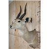 Image 4 : BUSHBUCK Shoulder Mount