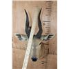 Image 5 : BUSHBUCK Shoulder Mount