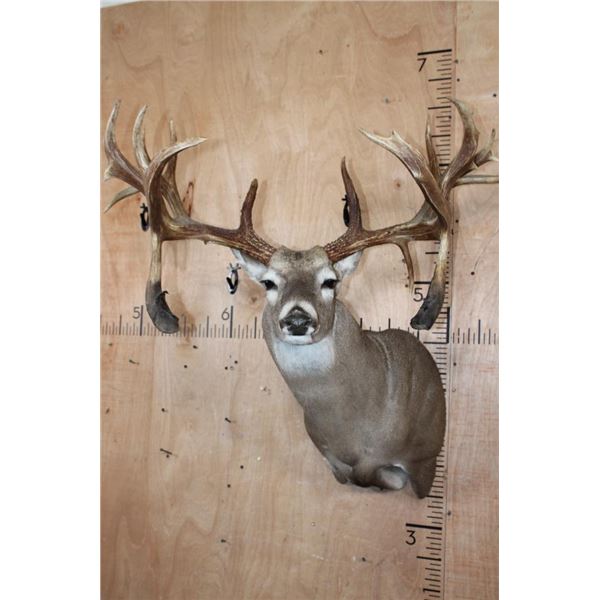 XXL 20-Point WHITETAIL DEER Shoulder Mount with Big Drop Tines