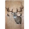 Image 1 : XXL 20-Point WHITETAIL DEER Shoulder Mount with Big Drop Tines