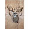 Image 2 : XXL 20-Point WHITETAIL DEER Shoulder Mount with Big Drop Tines