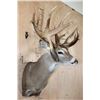 Image 3 : XXL 20-Point WHITETAIL DEER Shoulder Mount with Big Drop Tines
