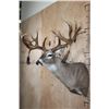 Image 4 : XXL 20-Point WHITETAIL DEER Shoulder Mount with Big Drop Tines