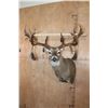 Image 5 : XXL 20-Point WHITETAIL DEER Shoulder Mount with Big Drop Tines
