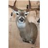 Image 6 : XXL 20-Point WHITETAIL DEER Shoulder Mount with Big Drop Tines
