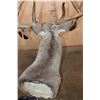 Image 7 : XXL 20-Point WHITETAIL DEER Shoulder Mount with Big Drop Tines