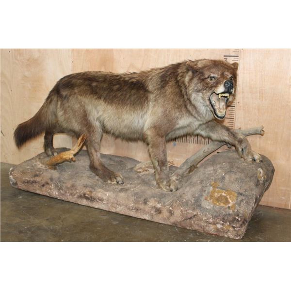 Big Life-sized "Snarling" WOLF on a Natural Base with Wheels