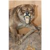 Image 3 : Big Life-sized "Snarling" WOLF on a Natural Base with Wheels